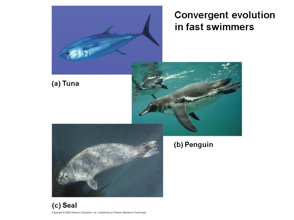 Convergent evolution in fast swimmers (a) Tuna (b) Penguin (c) Seal